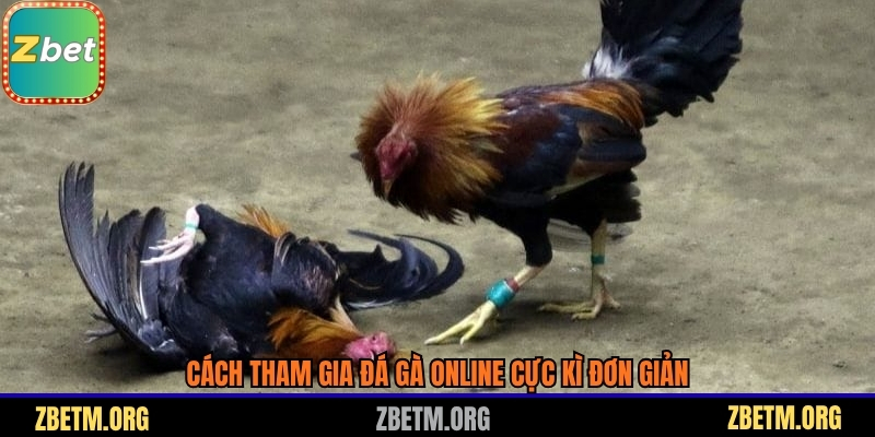 Cách tham gia đá gà online cực kì đơn giản