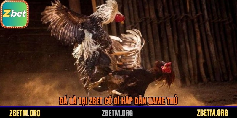 Đá gà tại Zbet có gì hấp dẫn game thủ