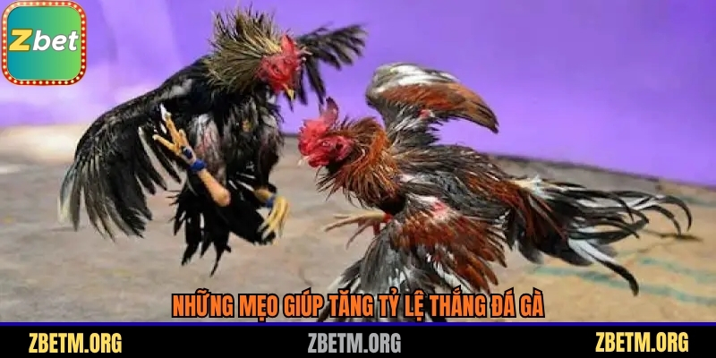 Những mẹo giúp tăng tỷ lệ thắng đá gà